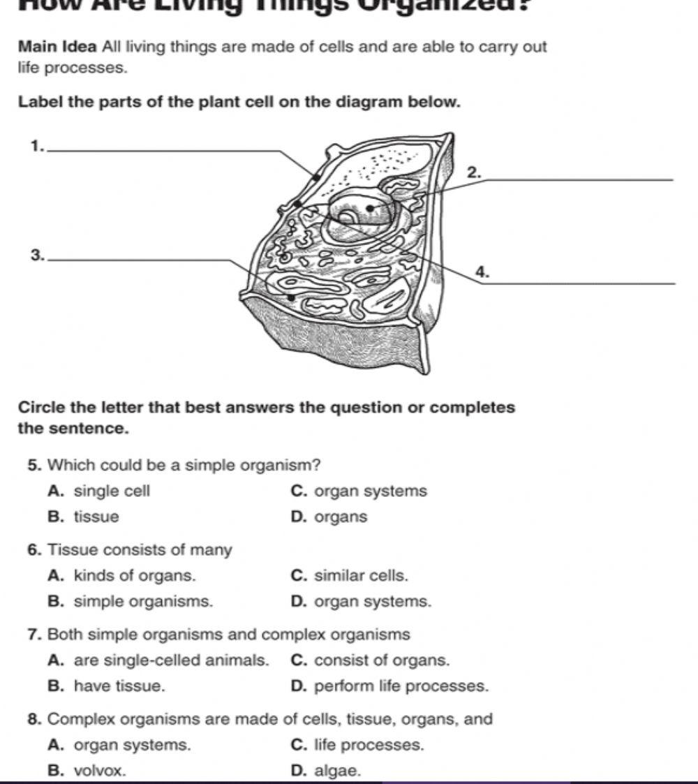 How Are Living Things Organized? Ch 1 Lesson 1 Study guide B