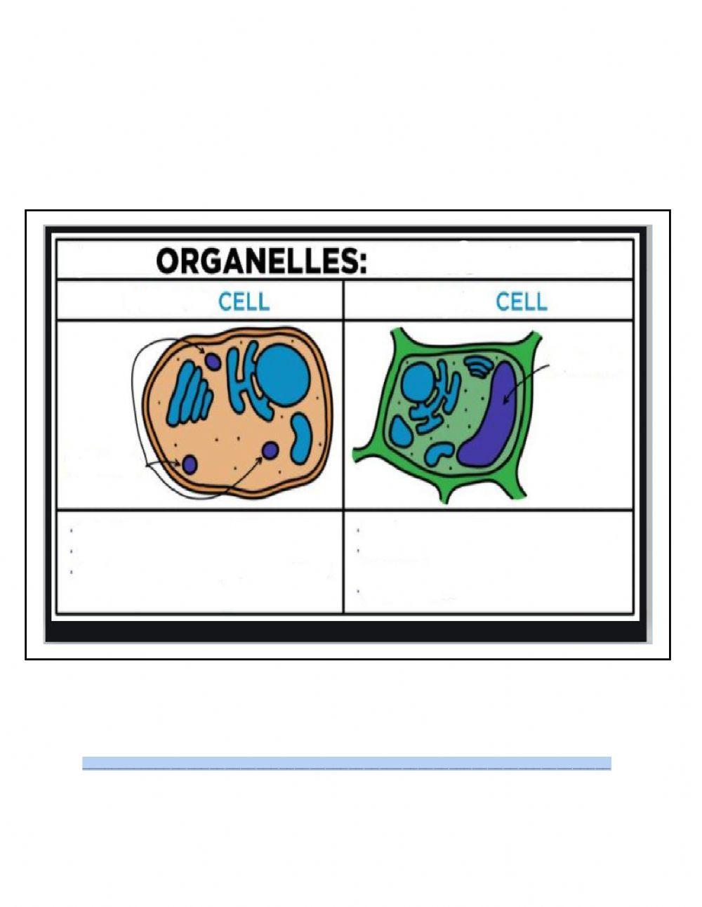 Wilting and Turgor Pressure of plants
