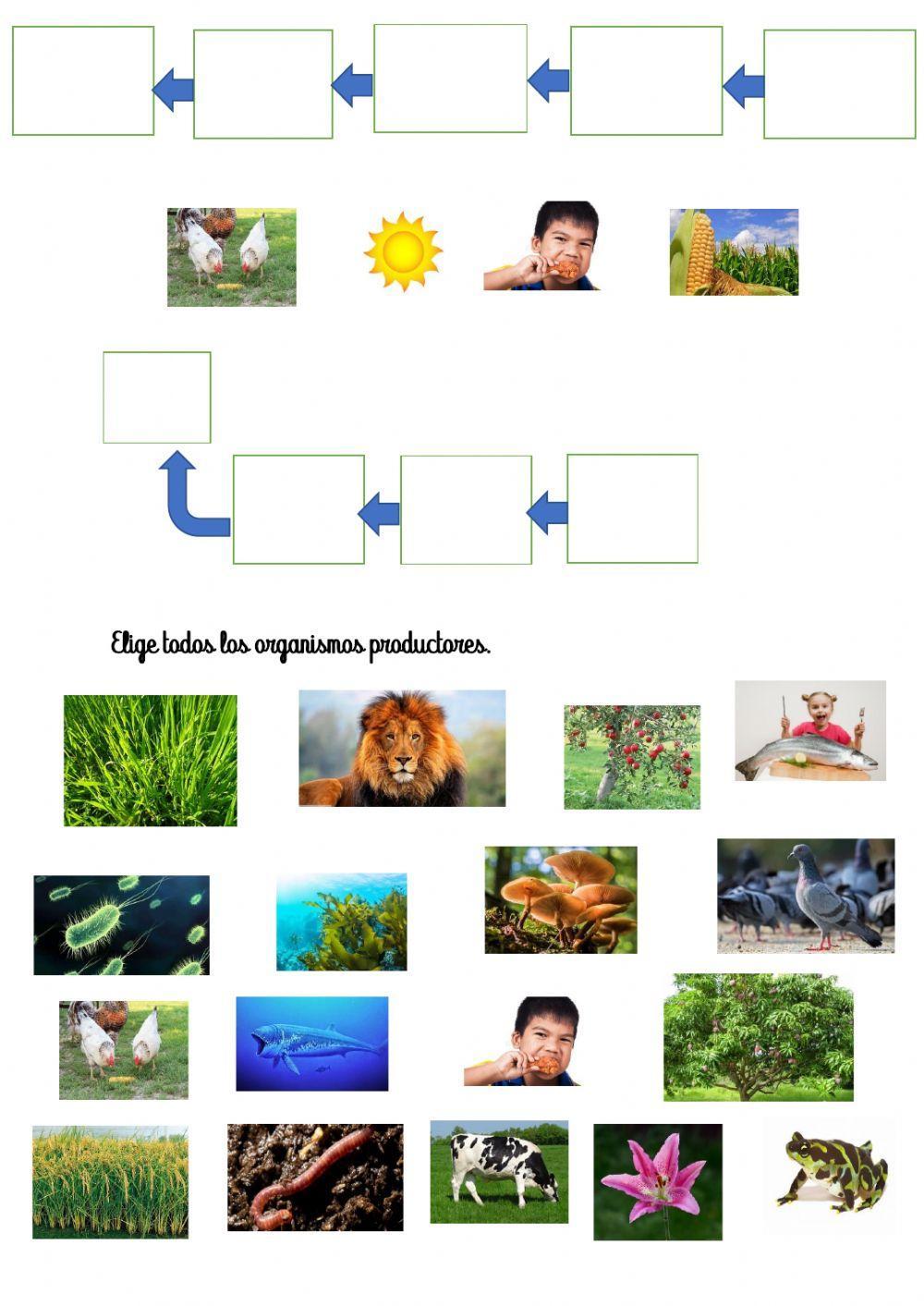 La cadena alimentaria