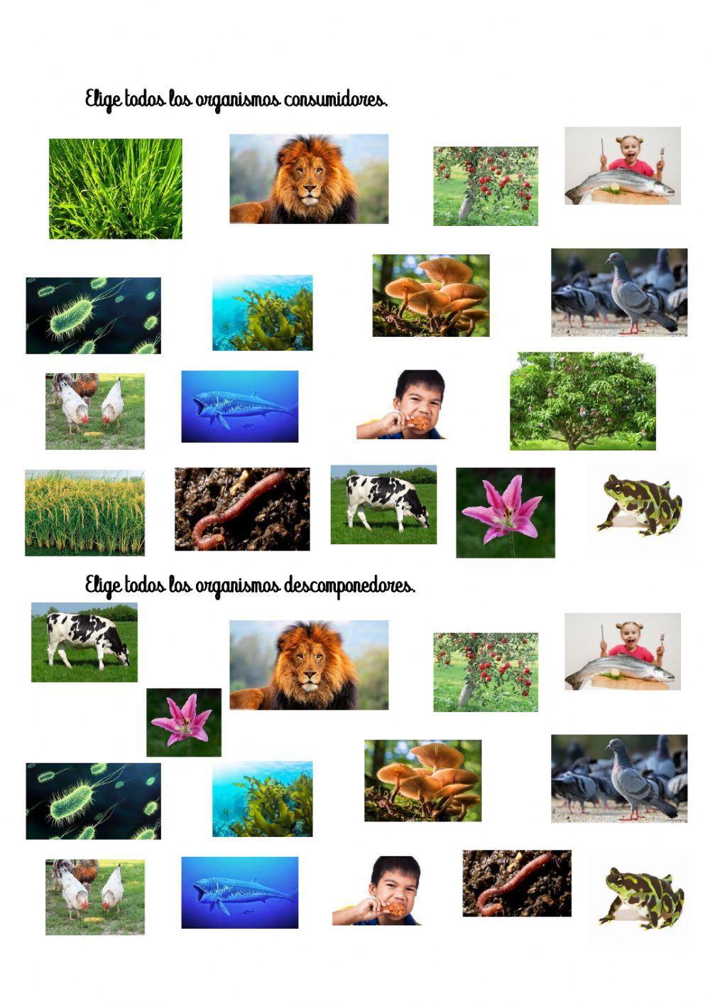 La cadena alimentaria