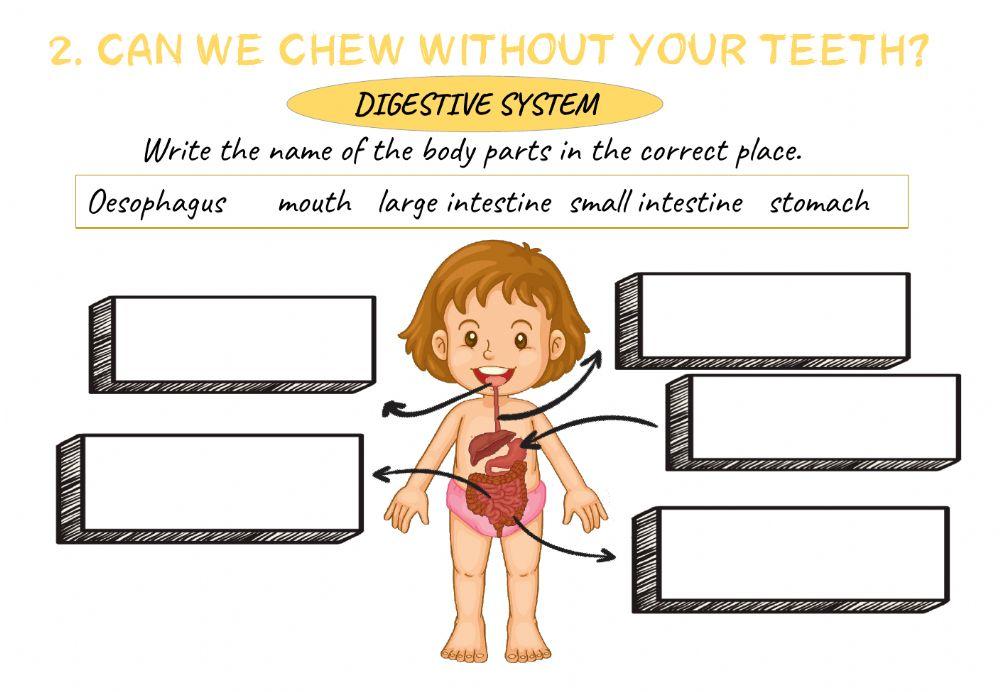 Natural Sciences . digestive system