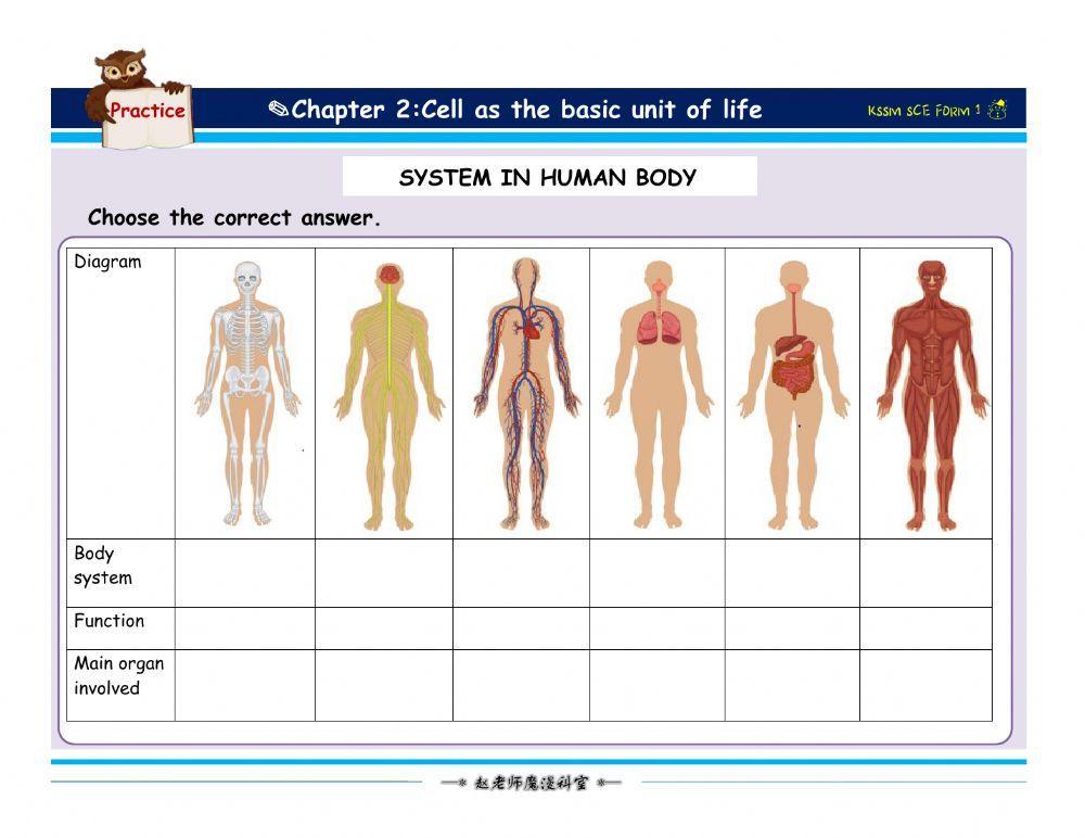 System in the human body worksheet | Live Worksheets System in the human body worksheet | Live Worksheets