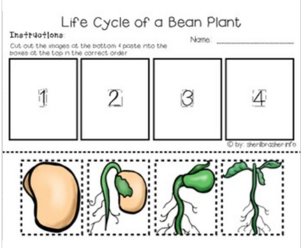 Life Cycle Of A Bean Plant Worksheet