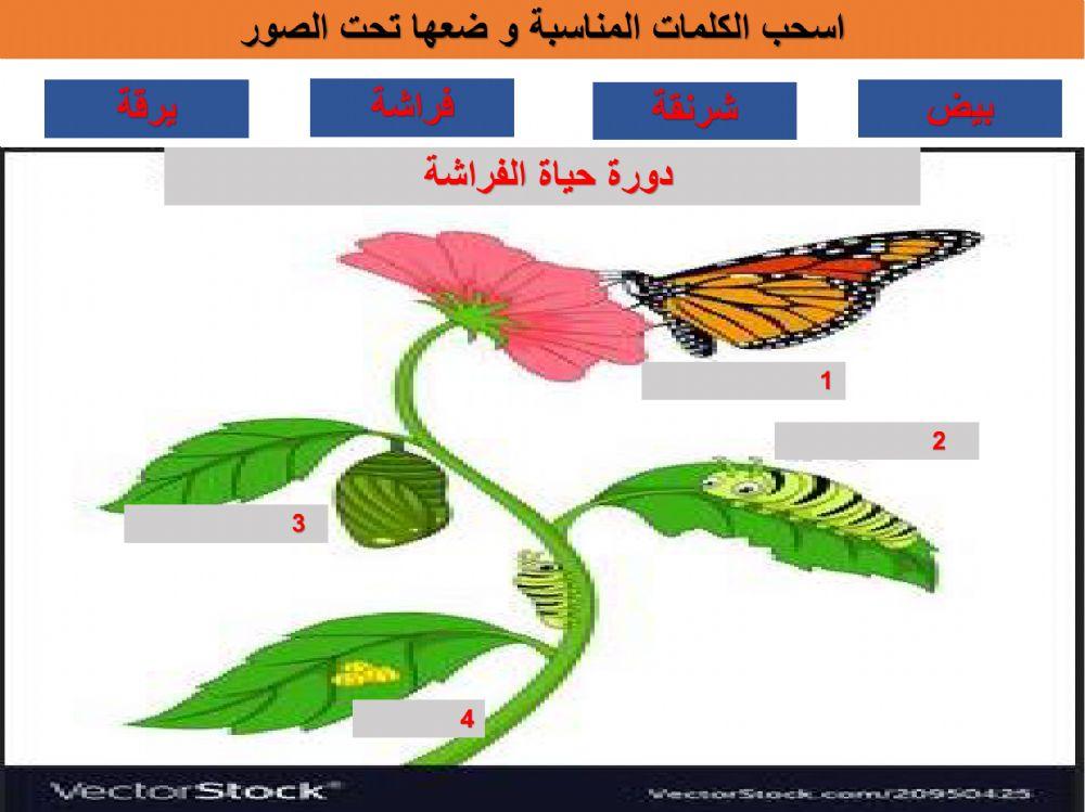 دورة حياة الفراشة