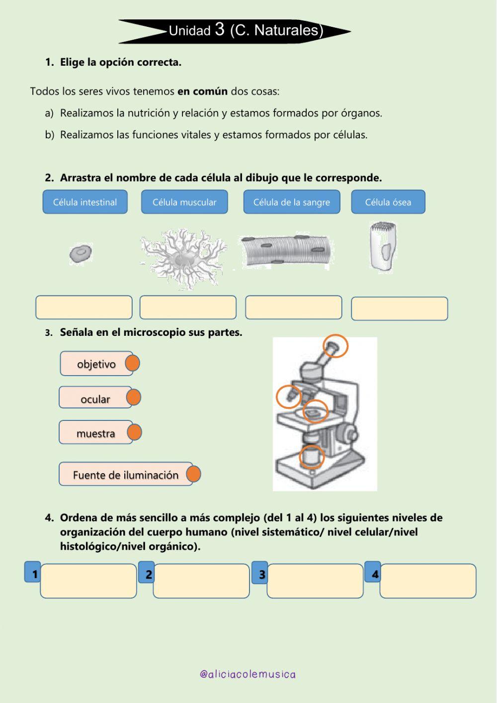 Prueba unidad 3: ¿Cómo funciona nuestro cuerpo?