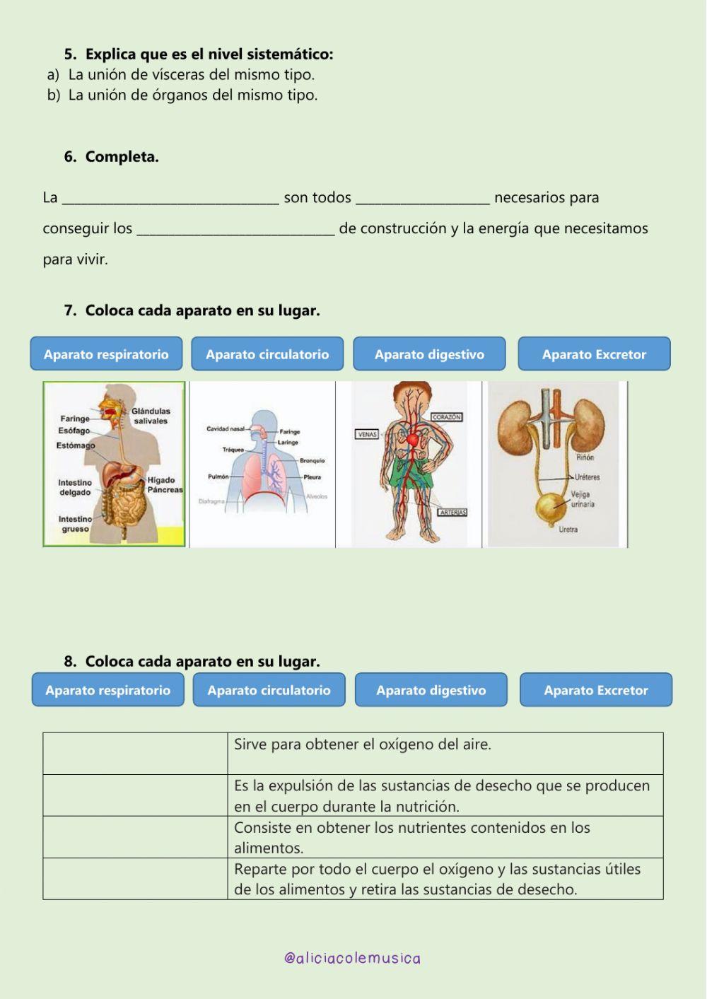 Prueba unidad 3: ¿Cómo funciona nuestro cuerpo?