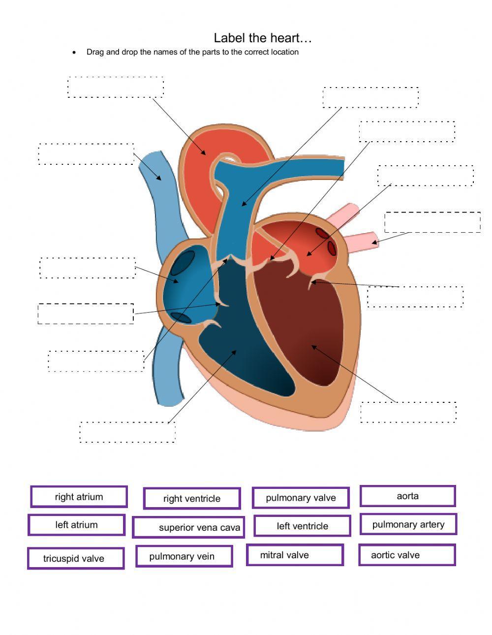 Structure of the Heart