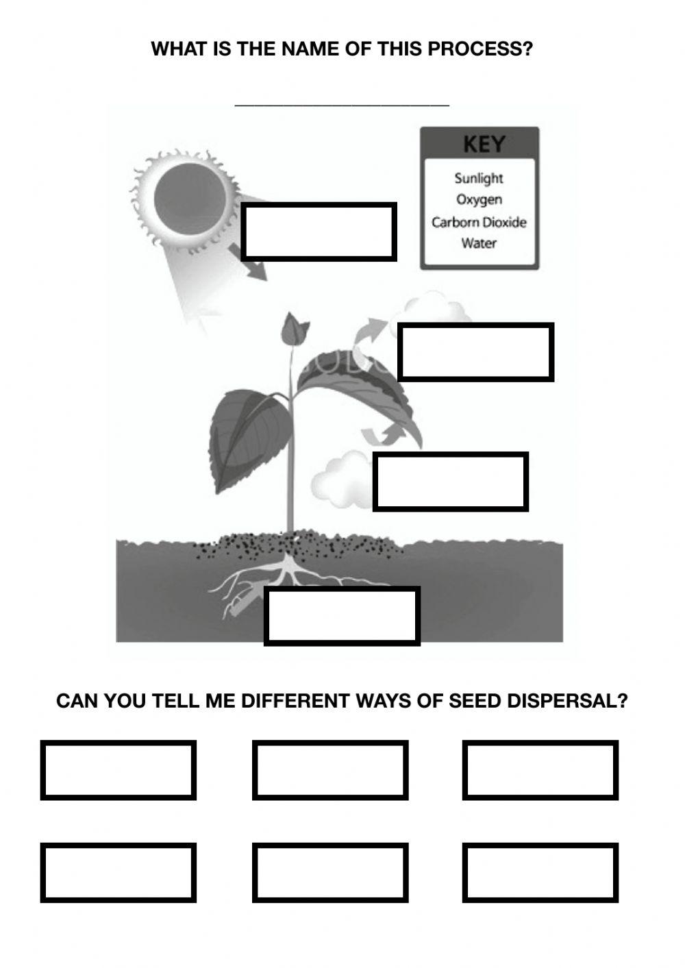 570956 | Photosynthesis and seed dispersal