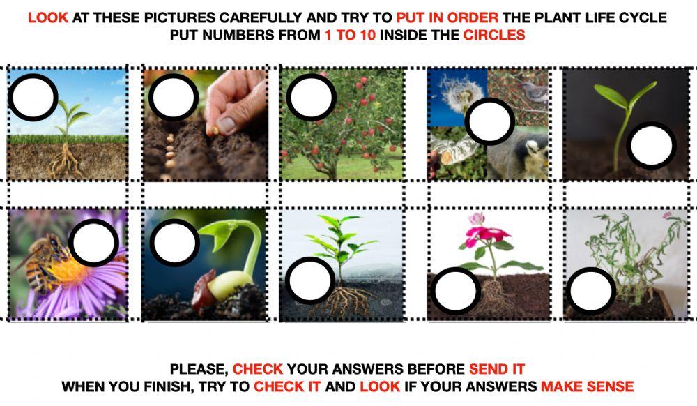 Plant lief cycle numbers