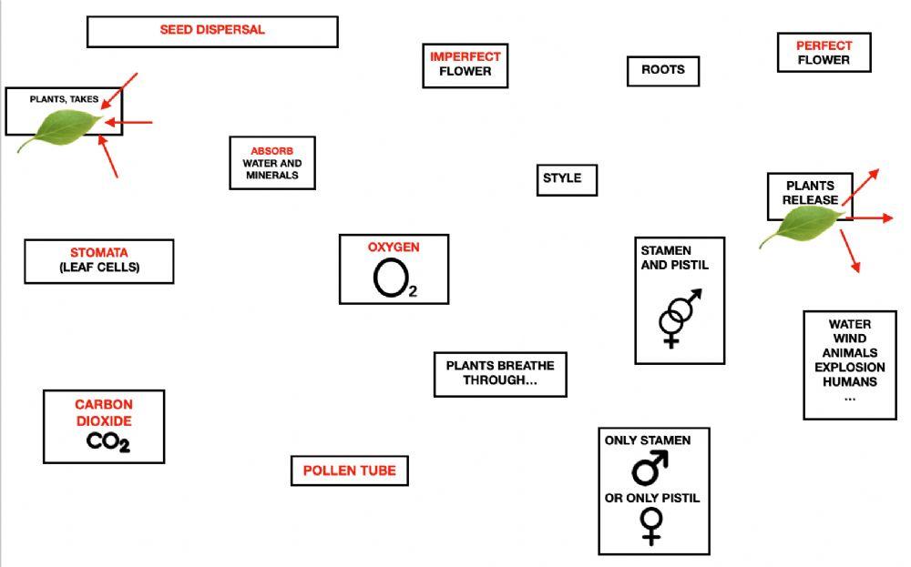 Match plants concepts 2