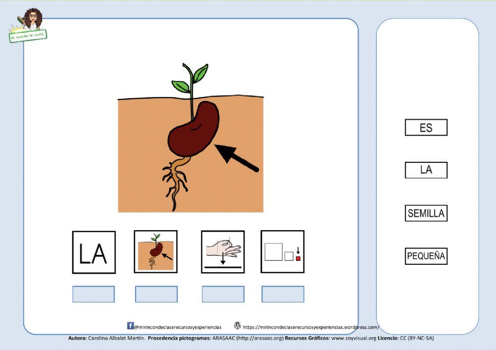 Estructuración de frases: La semilla es pequeña