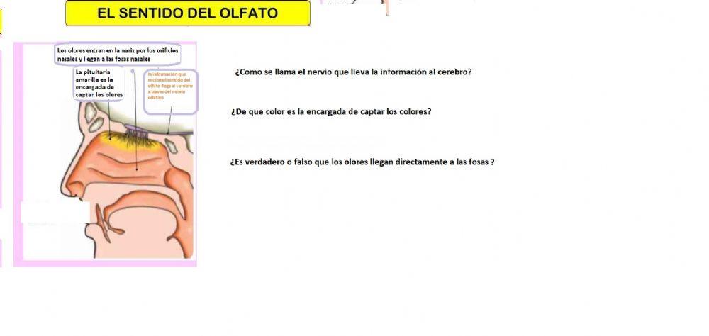El sentido del olfato