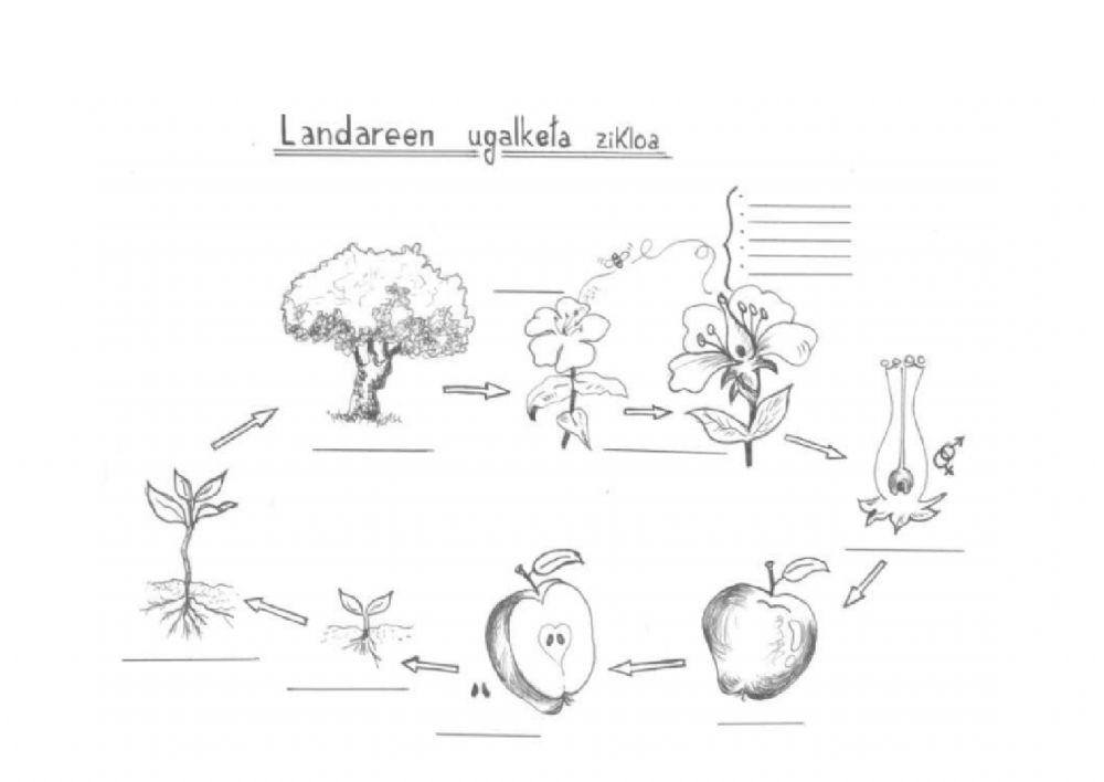 Landareen ugalketa zikloa