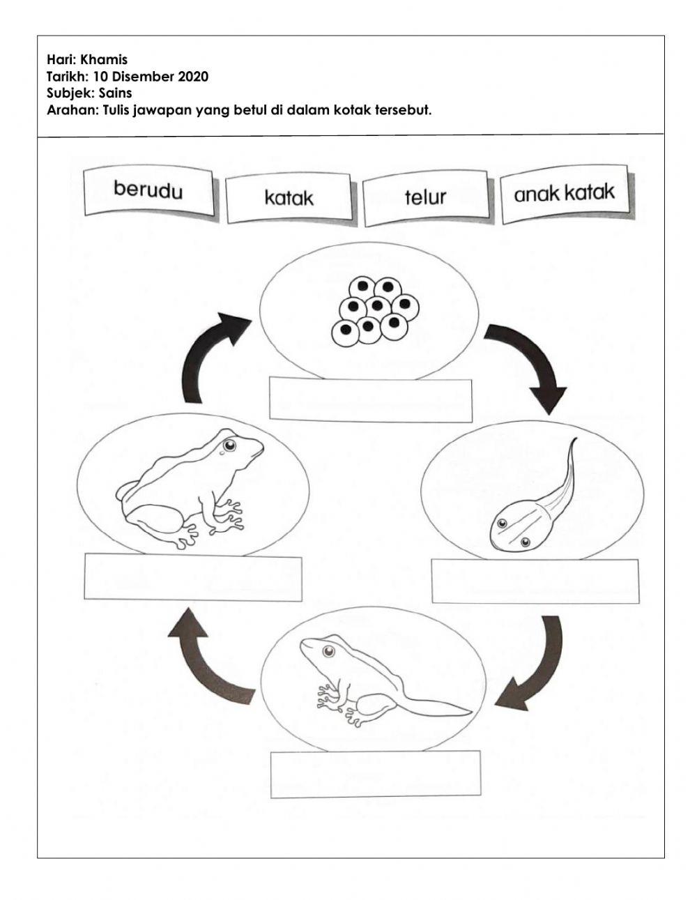 Tugasan pkpb sains (5tahun) 10.12.2020