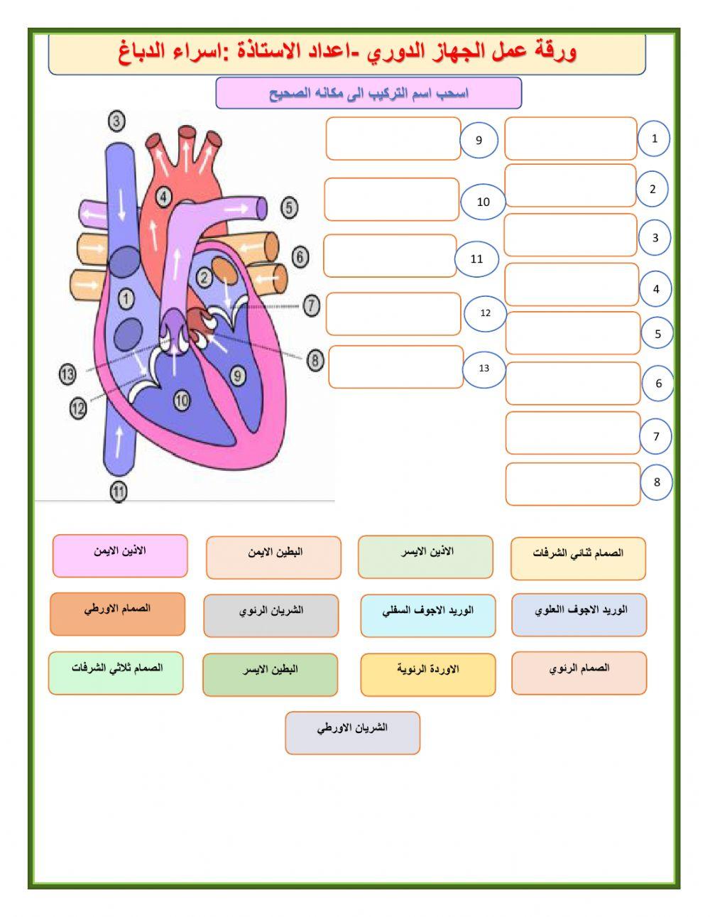 ورقة عمل الجهاز الدوري