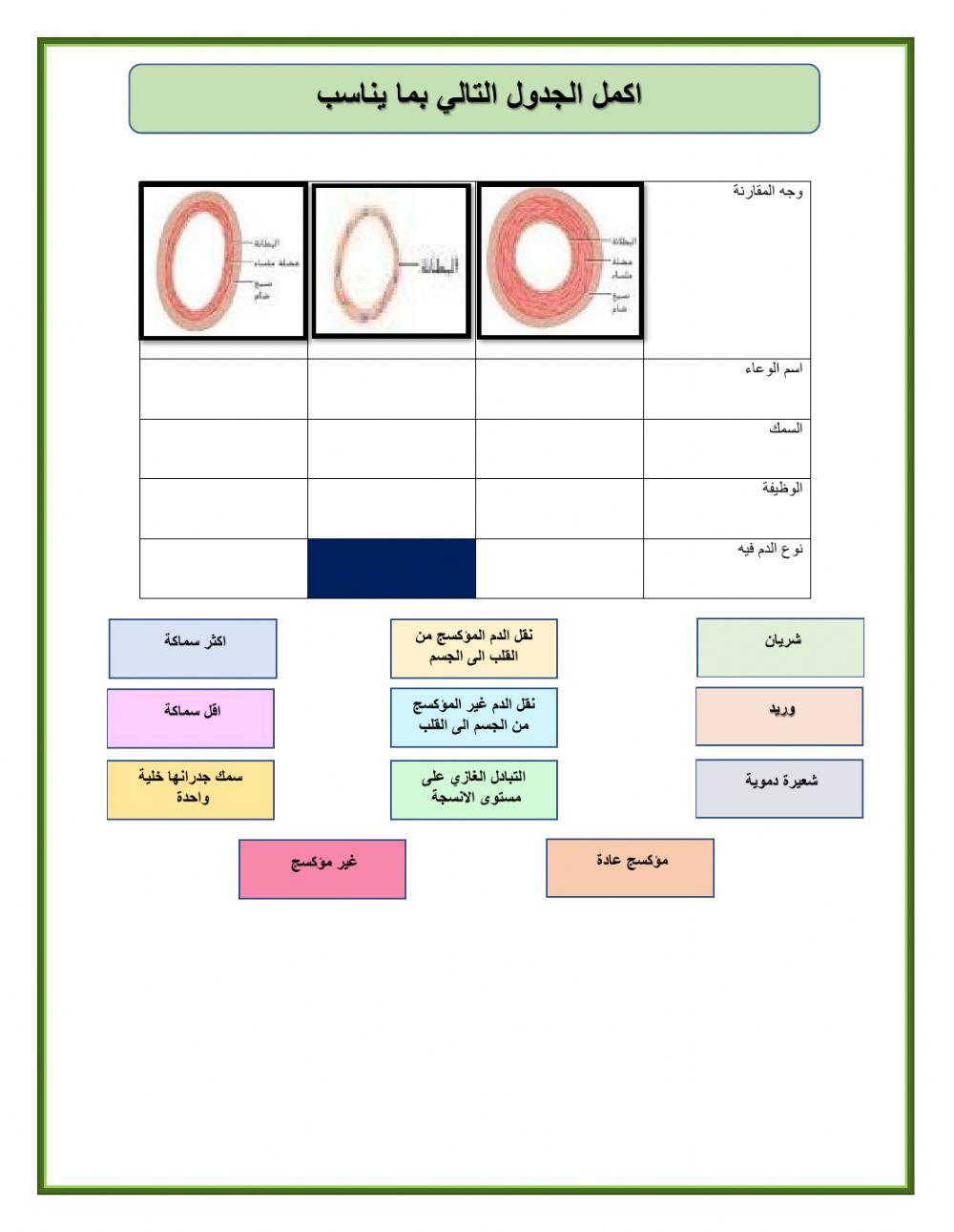 ورقة عمل الجهاز الدوري