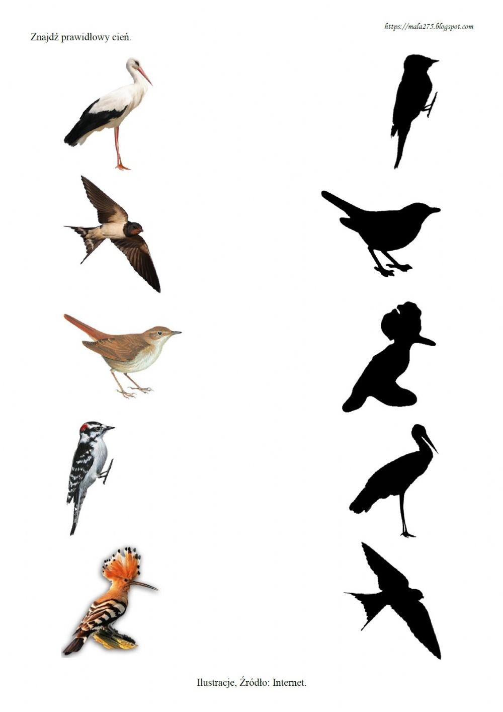 Αποδημητικά πουλιά
