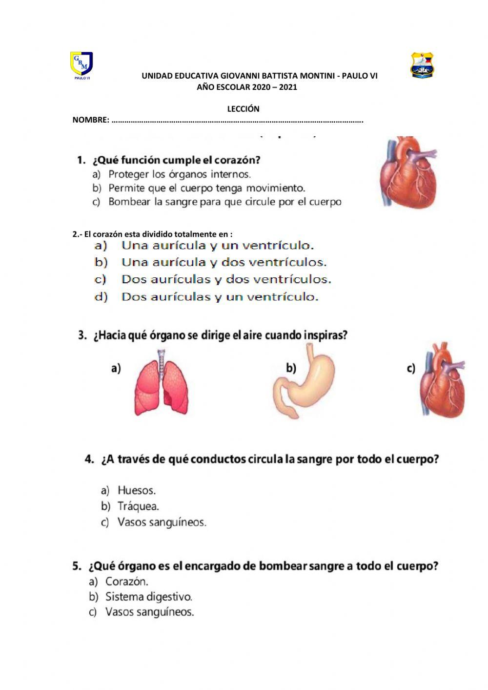 Organos internos
