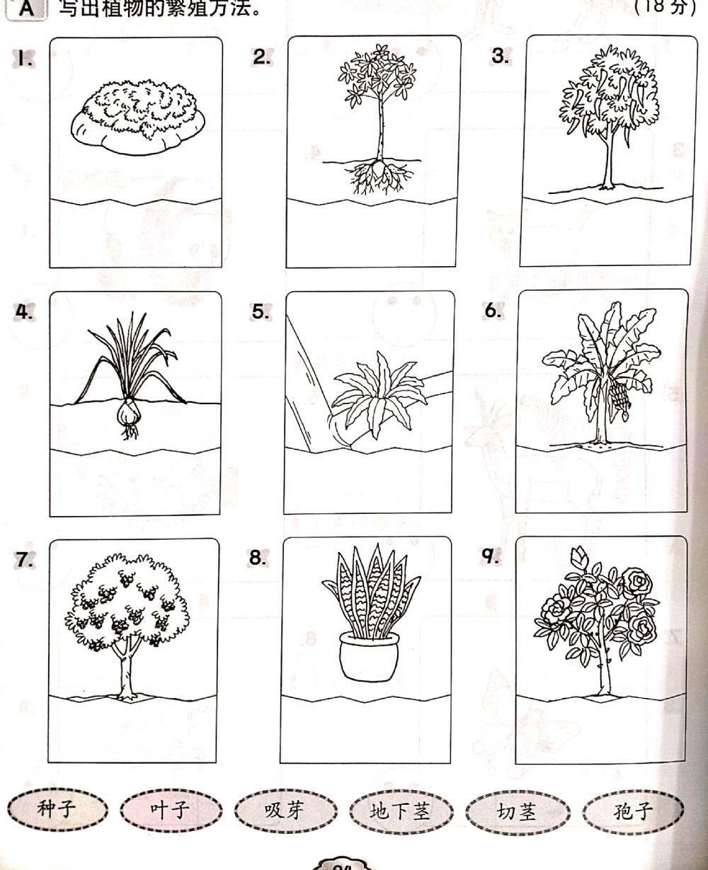 3年级科学：植物 复习01
