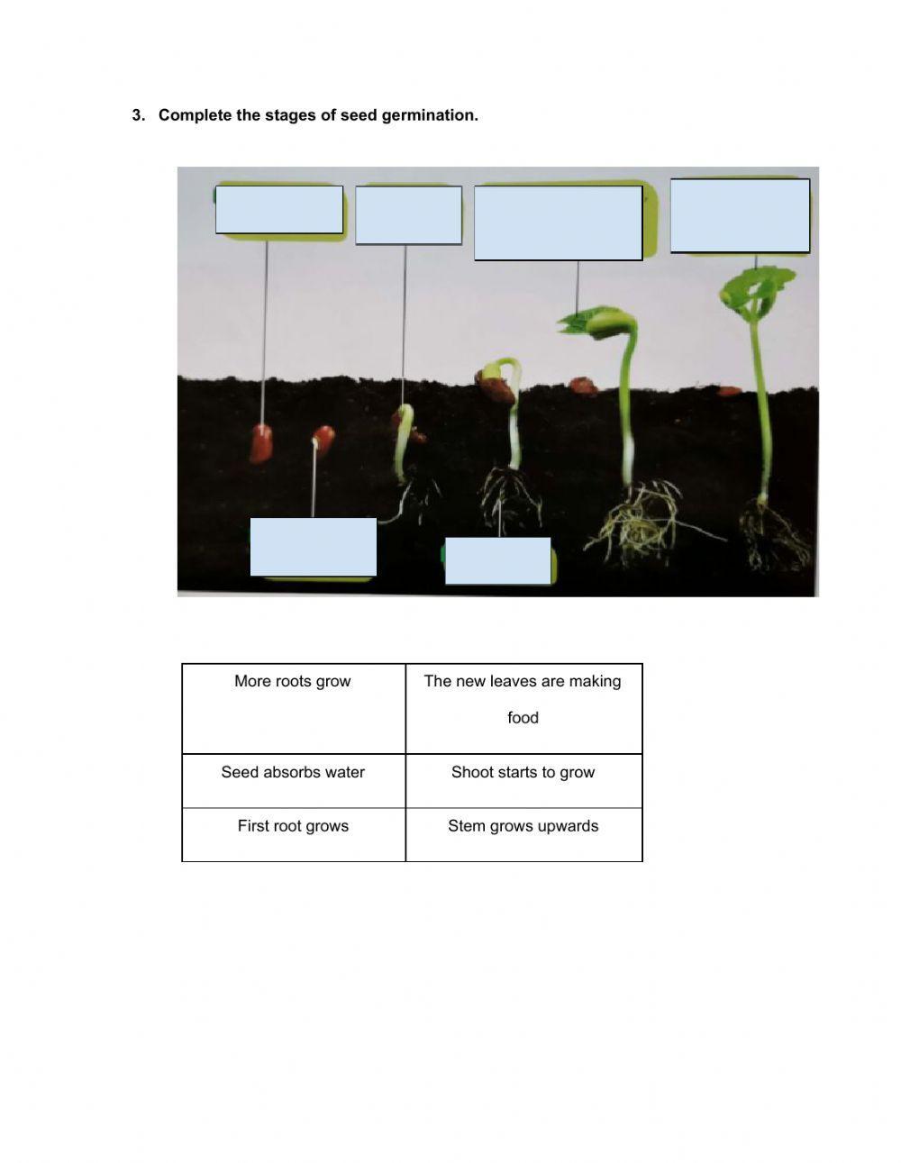 574157 seed germination mohdrafais LiveWorksheets