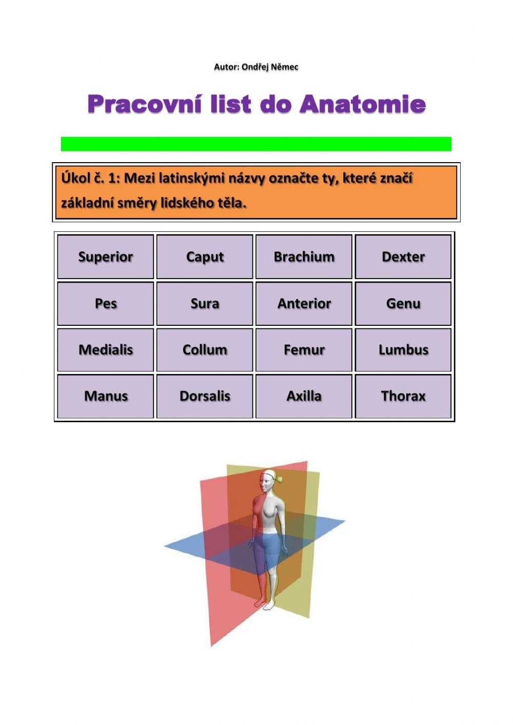 Pracovní list do Anatomie