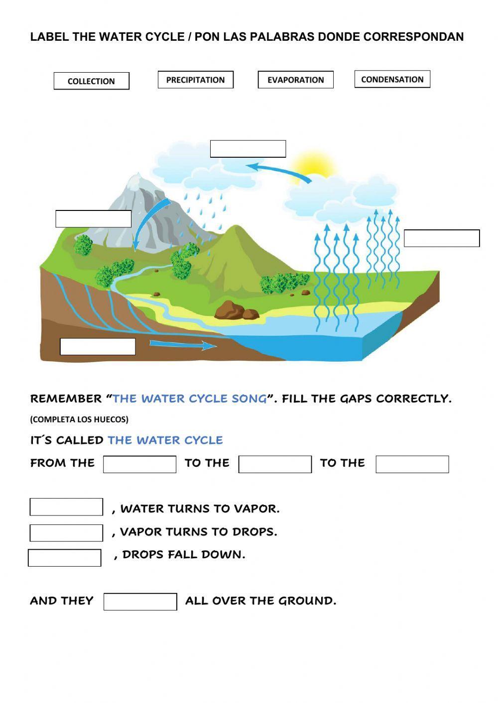 The water cycle