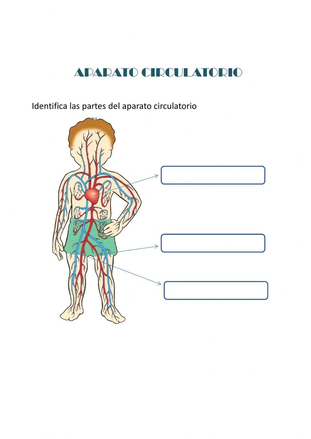 Aparato circulatorio