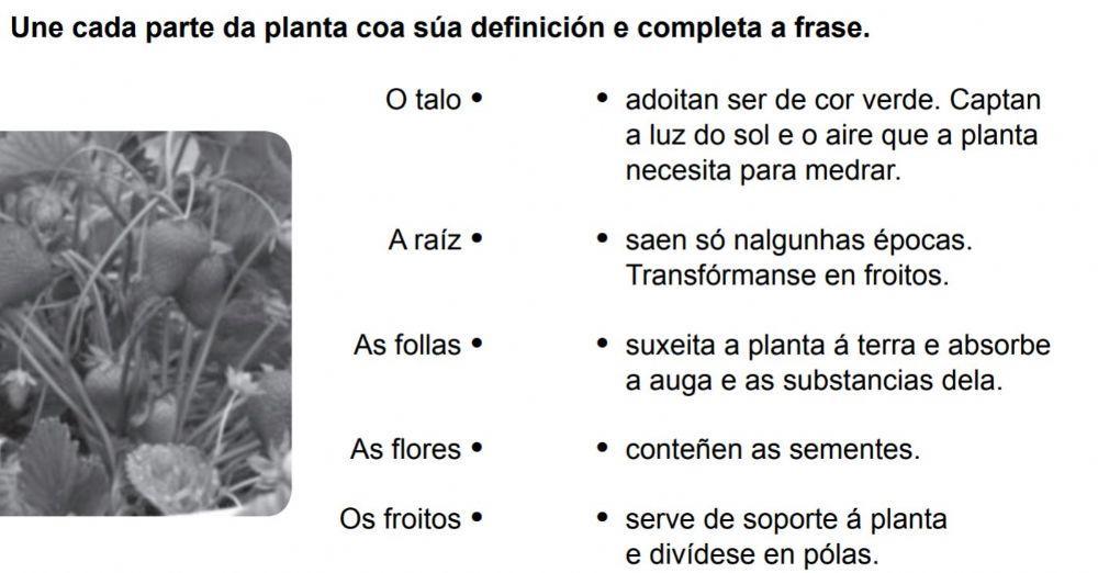 Une cada parte da planta coa súa definición e completa a frase