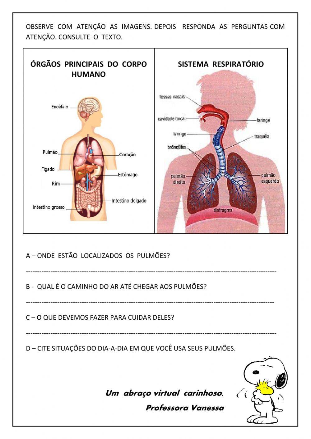 Aparelho respiratório