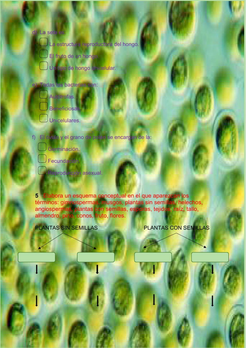 Naturales 6º-Unidad 1 (2ª parte)