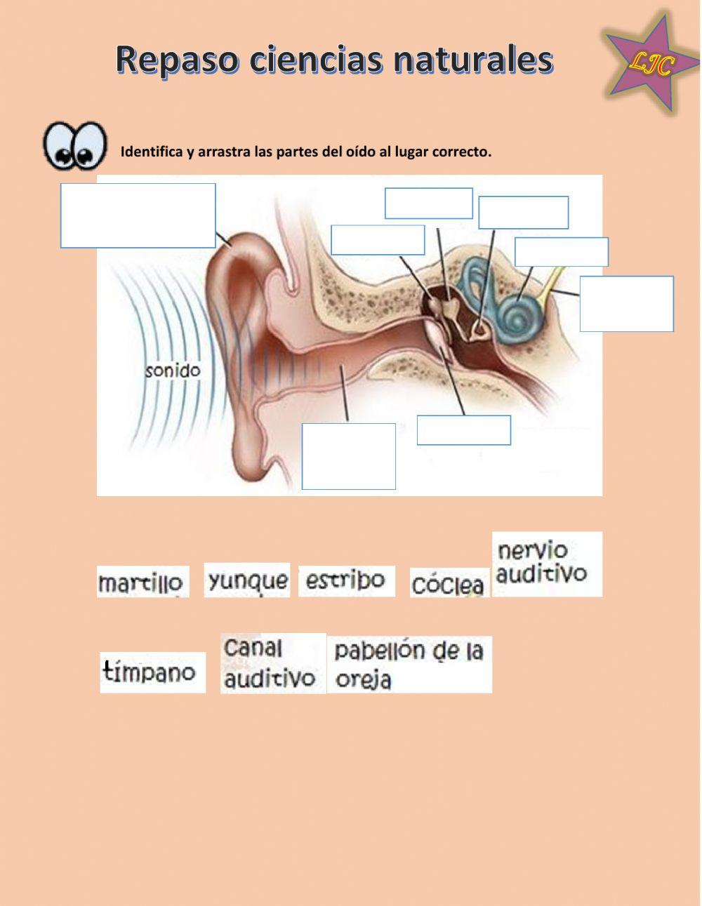 Repaso de ciencias naturales