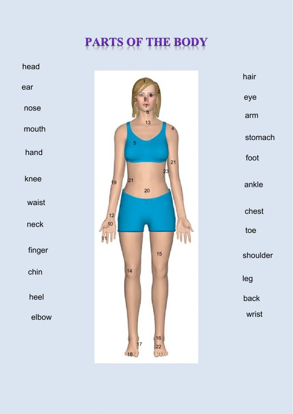 Parts of the body