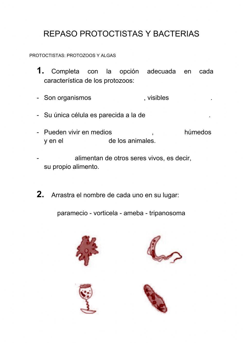 Protoctistas y bacterias