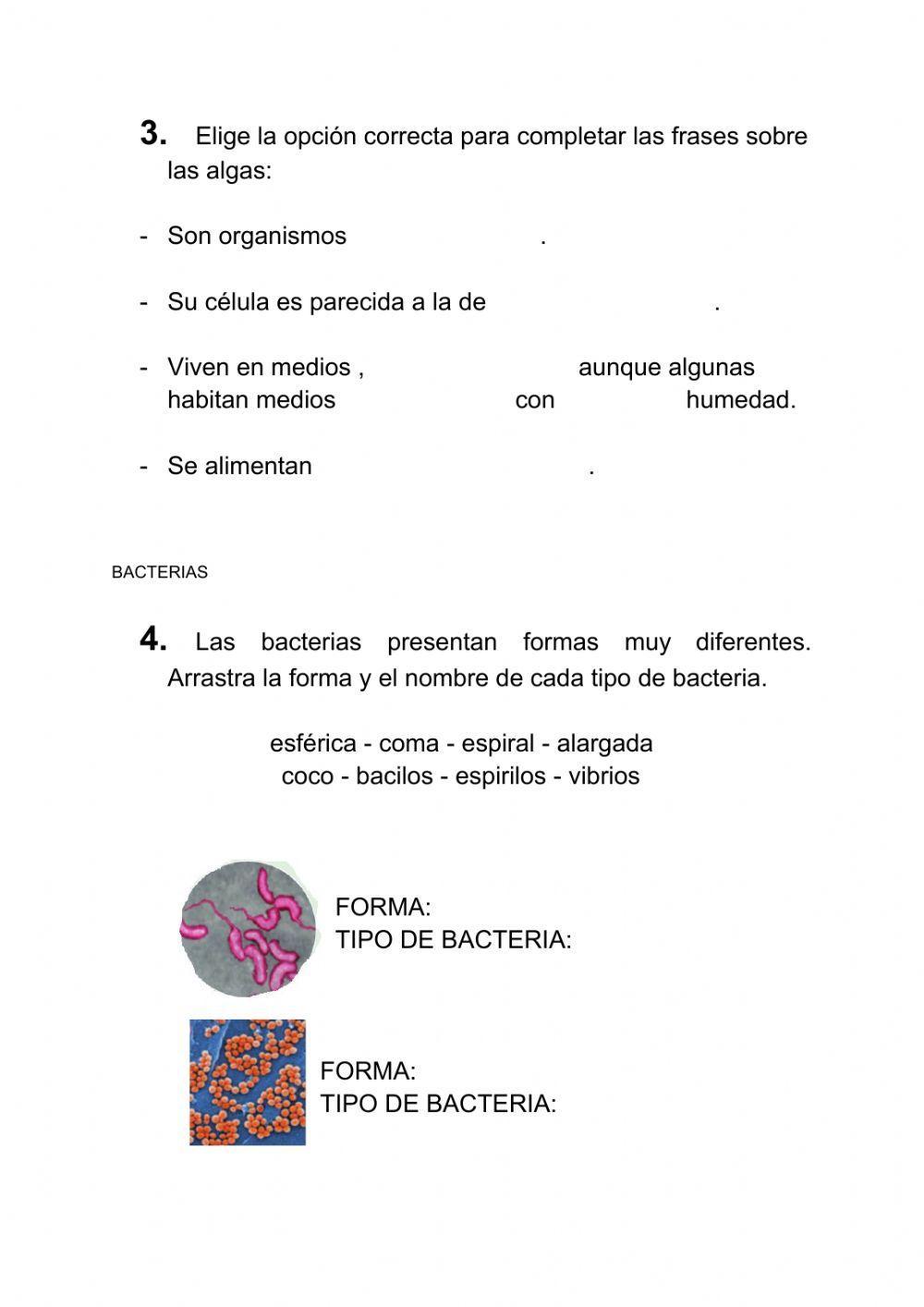 Protoctistas y bacterias