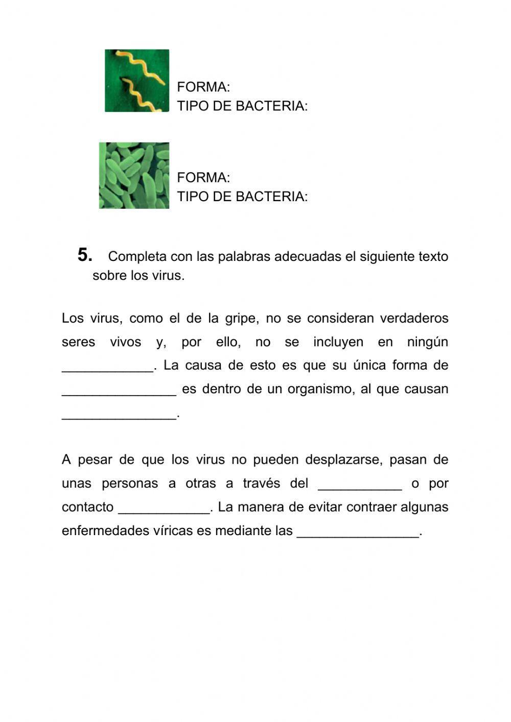 Protoctistas y bacterias