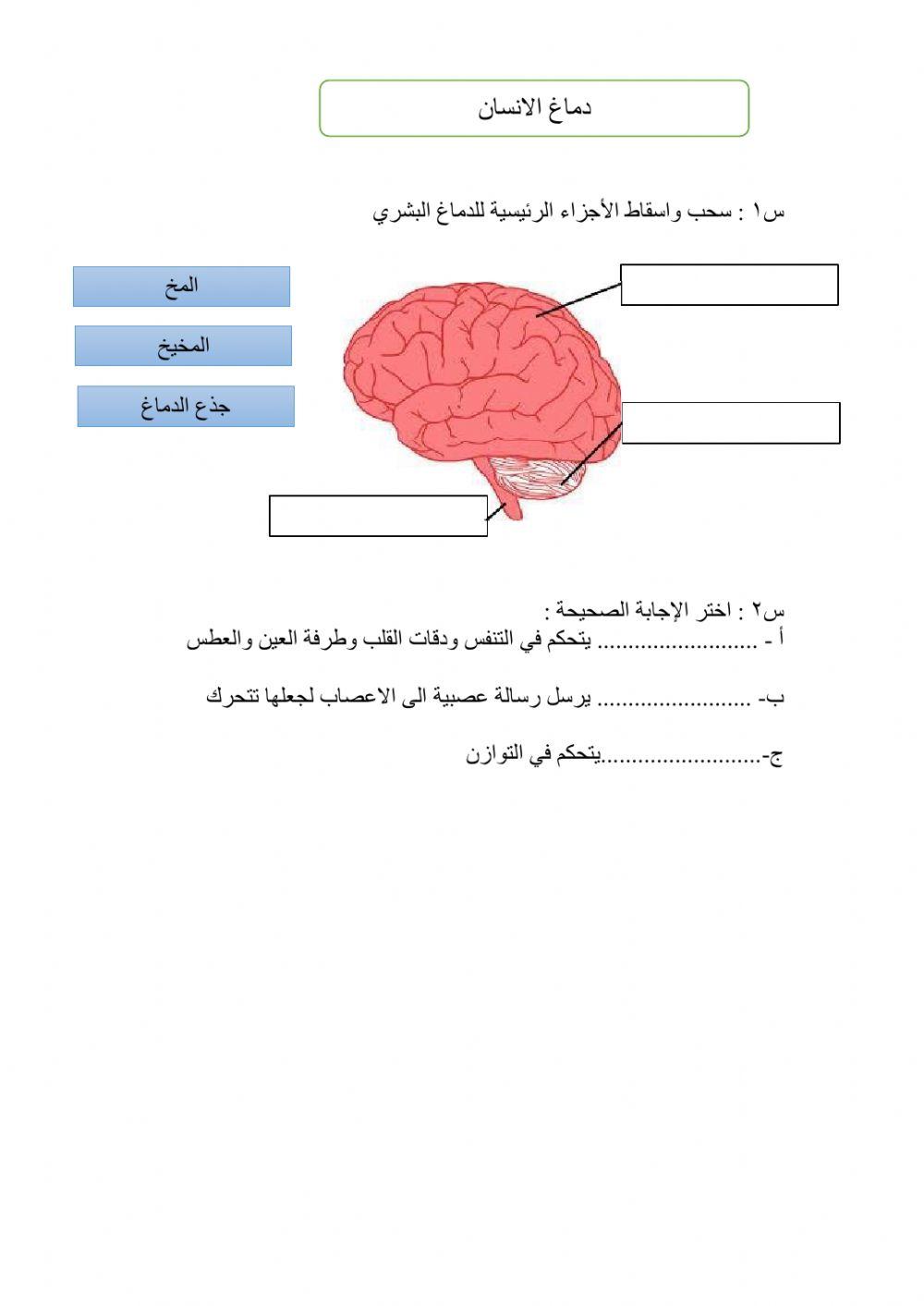 ما وظيفة الدماغ؟