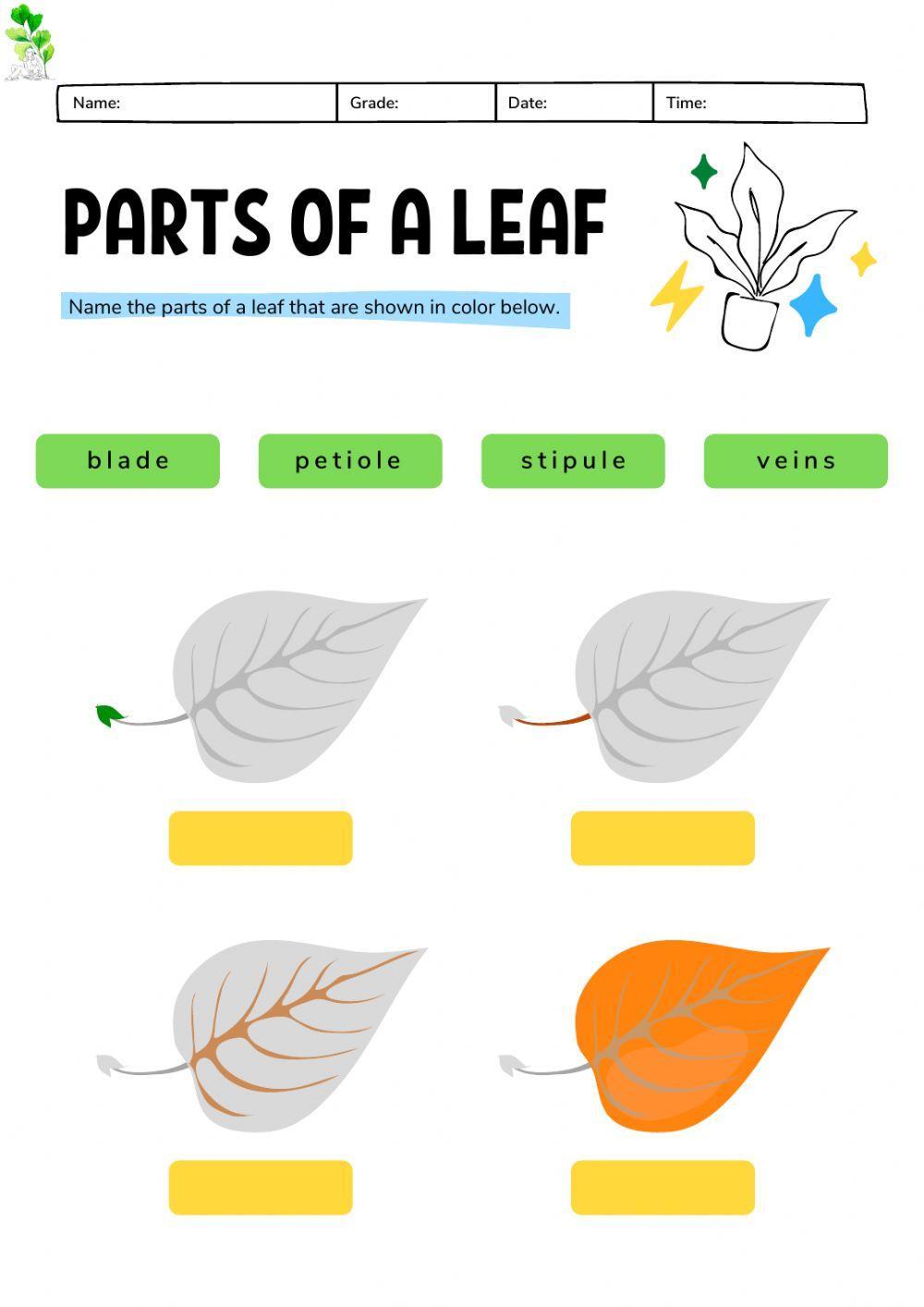 Montessori Lesson - Biology - Parts of a Leaf