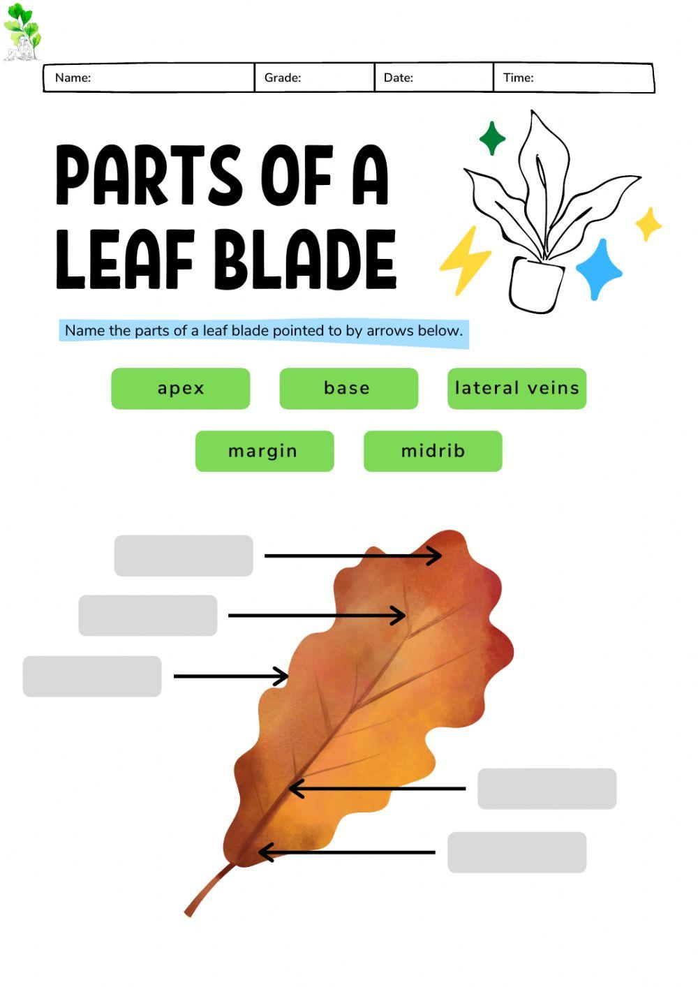 Montessori Lesson - Biology - Parts of a Leaf Blade