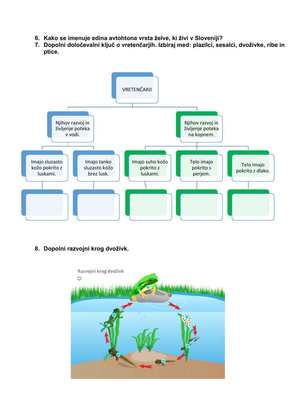Preverjanje znanja kraljestvo živali