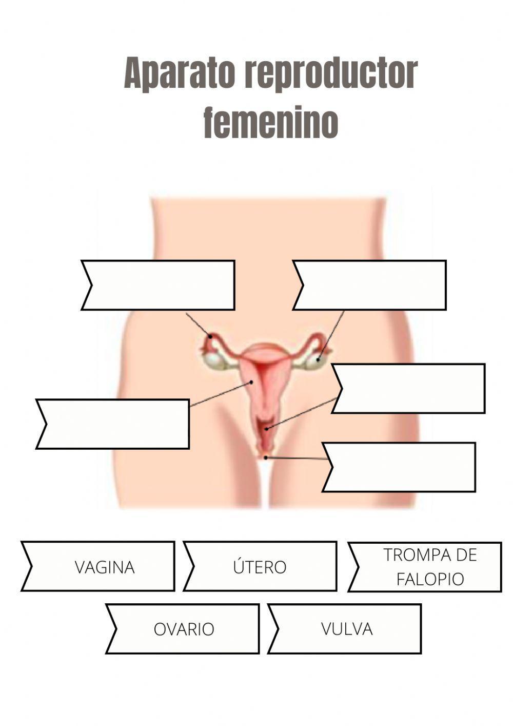 Los aparatos reproductores