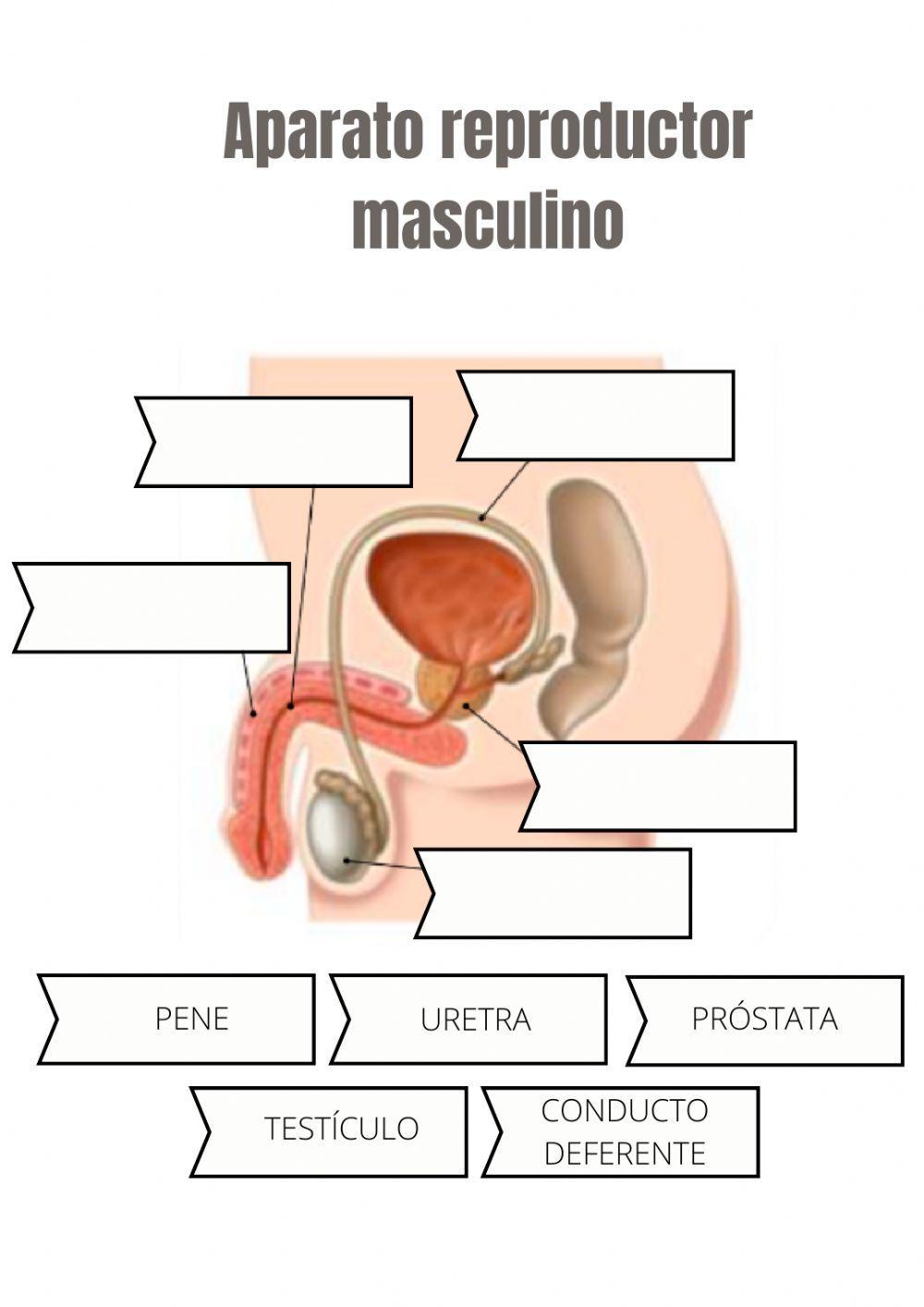 Los aparatos reproductores