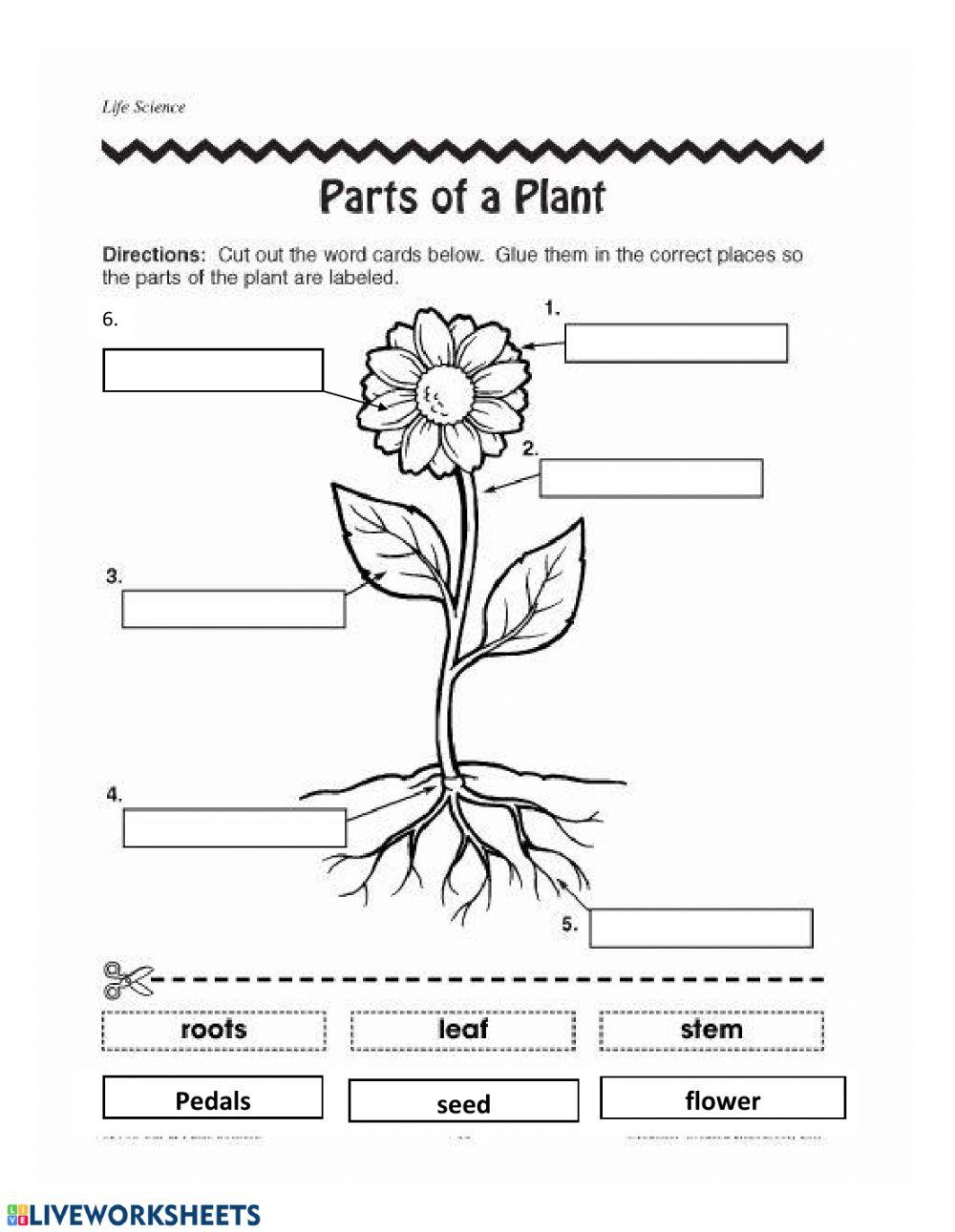 What a plant needs and parts of a plant