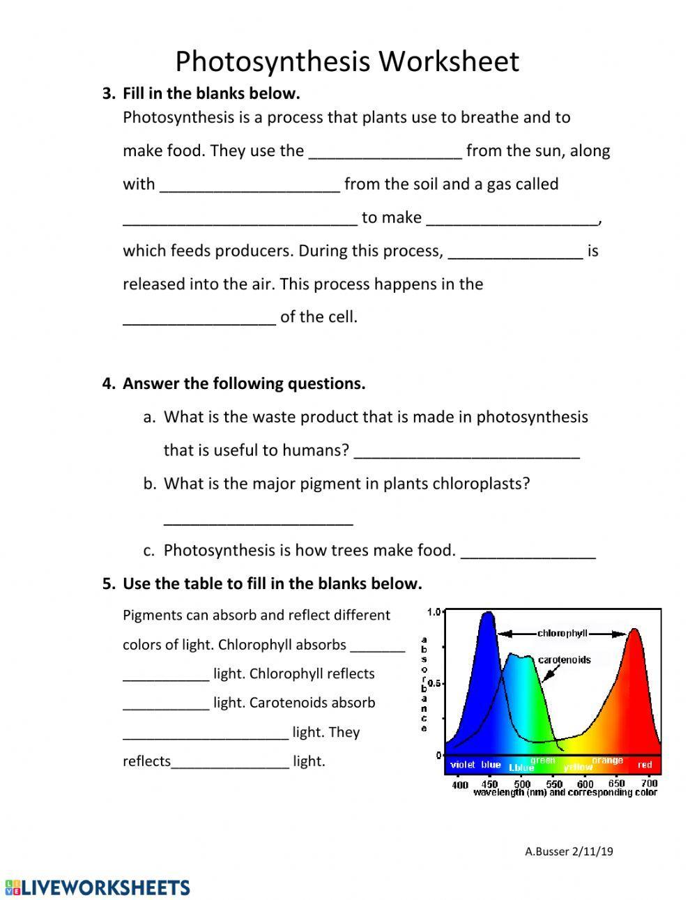 Photosynthesis Worksheet