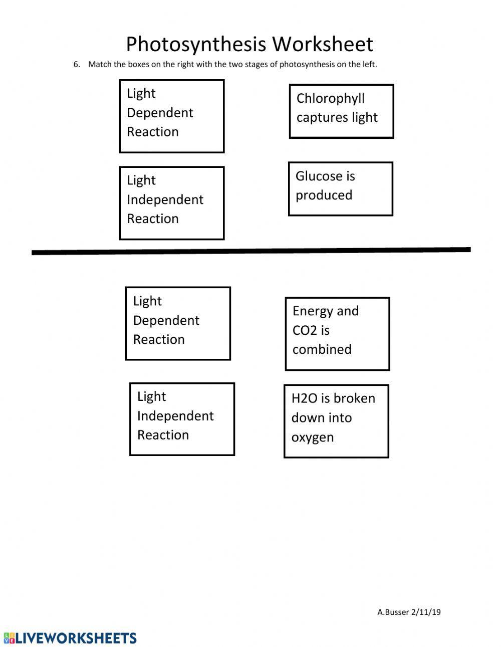Photosynthesis Worksheet