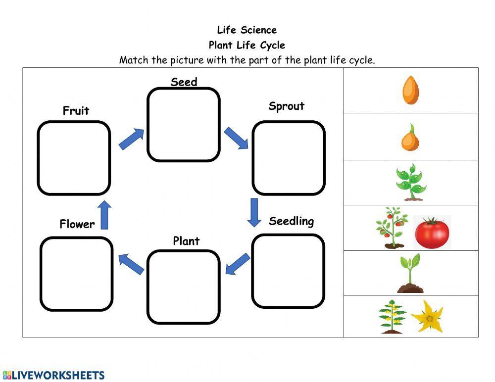 Plant life cycle