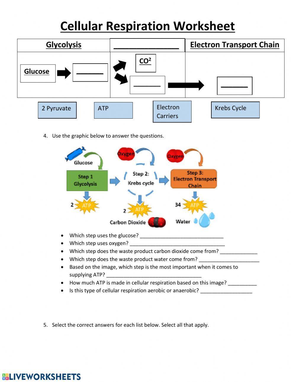 Cellular Respiration Practice