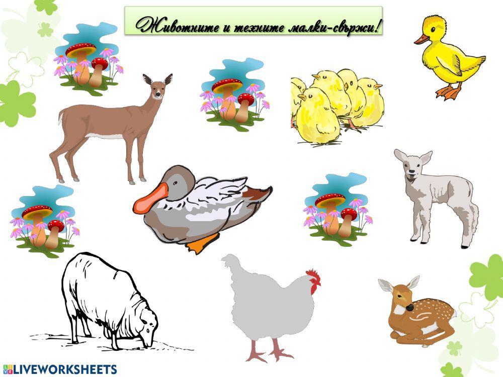 Околен свят - Домашни и диви животни - 1. клас