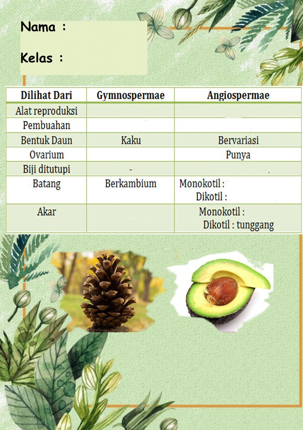 Perbedaan Angiospermae dan Gymnospermae
