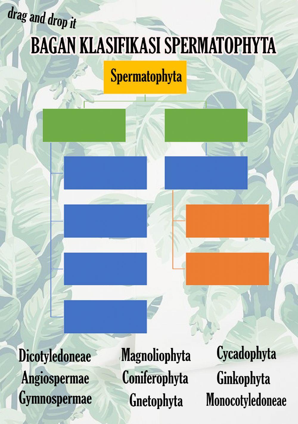 Classification of Spermatophyte