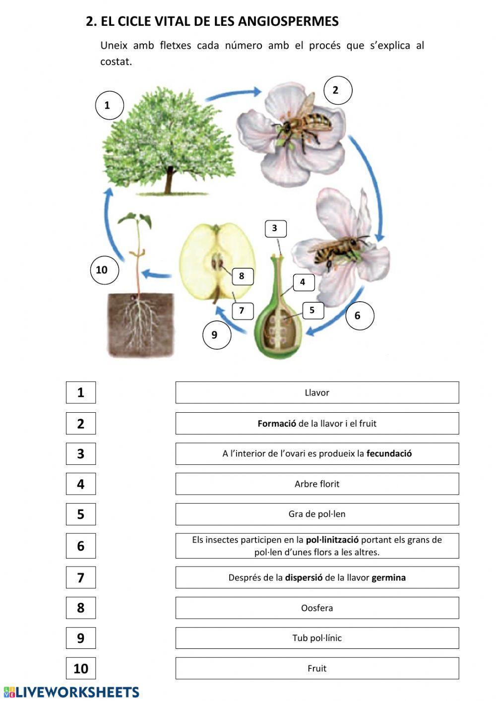 Reproducció de les angiospermes